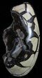 Polished Septarian Geode Sculpture - Black Crystals #55021-2
